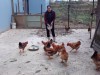 Chị Hoàng Thị Lan chăm sóc đàn gà.