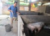 Ông Lâm Văn Tề chăm sóc đàn lợn.