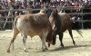 Trận tranh tài giữa 2 chú bò mang số báo danh 10, 11 tại hội thi.