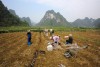 Nông dân xã Quốc Phong (Quảng Uyên) trồng mía nguyên liệu.