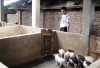 Mô hình chăn nuôi lợn của gia đình anh Tô Hồng Niêm, xóm Nà Po, xã Lang Môn (Nguyên Bình).