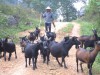 Nhiều hội viên nông dân xã Đồng Loan (Hạ Lang) đầu tư phát triển chăn nôi đem lại hiệu quả kinh tế.
