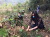 HND huyện Thạch An phối hợp trồng cây đường tuần tra biên giới