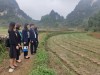 Giảng viên và học viên trường Chính trị Hoàng Đình Giong thăm mô hình trồng kiệu tại xã Trung Phúc