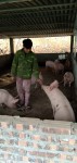Anh Đặng Chiều Phin xóm Nặm Pắt  xã Đình Phùng làm giàu từ chăn nuôi lợn