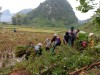 Hội viên nông dân xã Minh Long gặt lúa giúp gia đình thương binh Mã Đình Thành