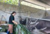 Hội Nông dân xã Lũng Nặm (Hà Quảng) phát triển chăn nuôi bò vỗ béo