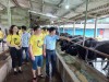 Đoàn đã tham quan mô hình chăn  nuôi bò 3B thương phẩm tại xã Minh Lập, huyện Đồng Hỷ tỉnh Thái Nguyên