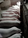 Tổ hợp tác nuôi lợn xã Hưng Đạo