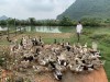 Tận dụng nguồn nước sạch trên sông Quây Sơn, nhiều hộ dân xã Ngọc Khê (Trùng Khánh) vay vốn Quỹ hỗ trợ nông dân đầu tư nuôi vịt cỏ mang lại thu nhập cao