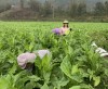 Mô hình trồng cây thuốc lá tại xã Tam Kim giúp cải thiện và nâng cao đời sống hội viên nông dân