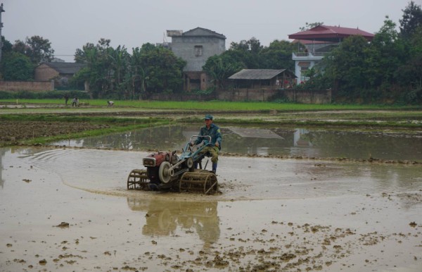 Nông dân phường Đề Thám (Thành phố) sử dụng máy cày trong khâu làm đất.