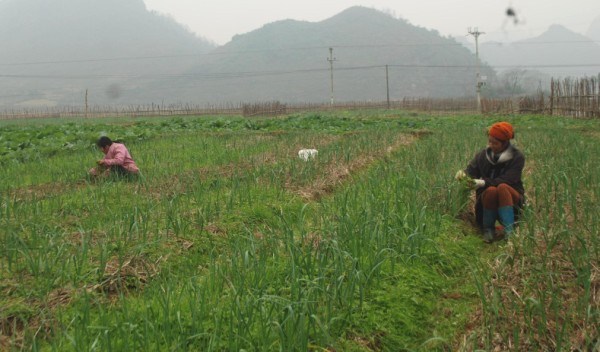 Nông dân xóm Thanh Lâm, xã Chí Viễn chăm sóc cây tỏi.