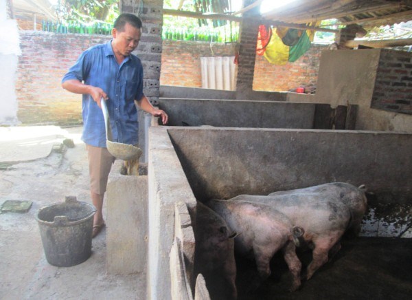 Ông Lâm Văn Tề chăm sóc đàn lợn.