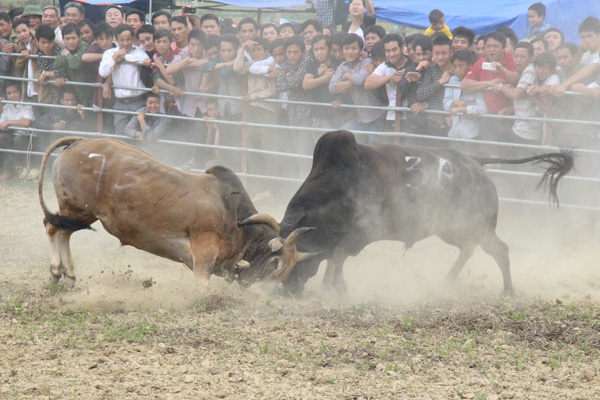 Trận đấu quyết liệt tại Hội thi bò đẹp và chọi bò huyện Hà Quảng năm 2015.