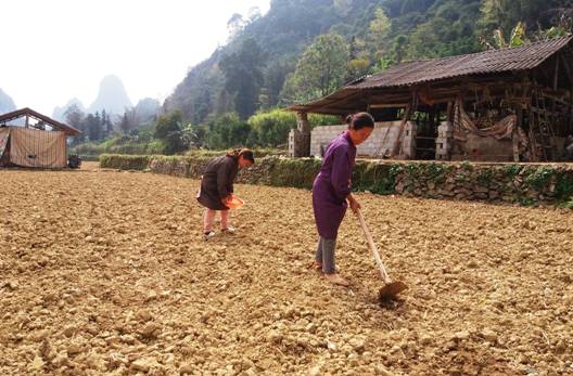 Nông dân xóm Bản Lòa, xã Quang Hán (Trà Lĩnh) gieo ngô ruộng vụ xuân.