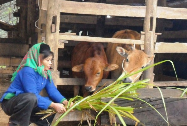 Nông dân xã Hạ Thôn, huyện Hà Quảng phát triển chăn nuôi bò hàng hóa