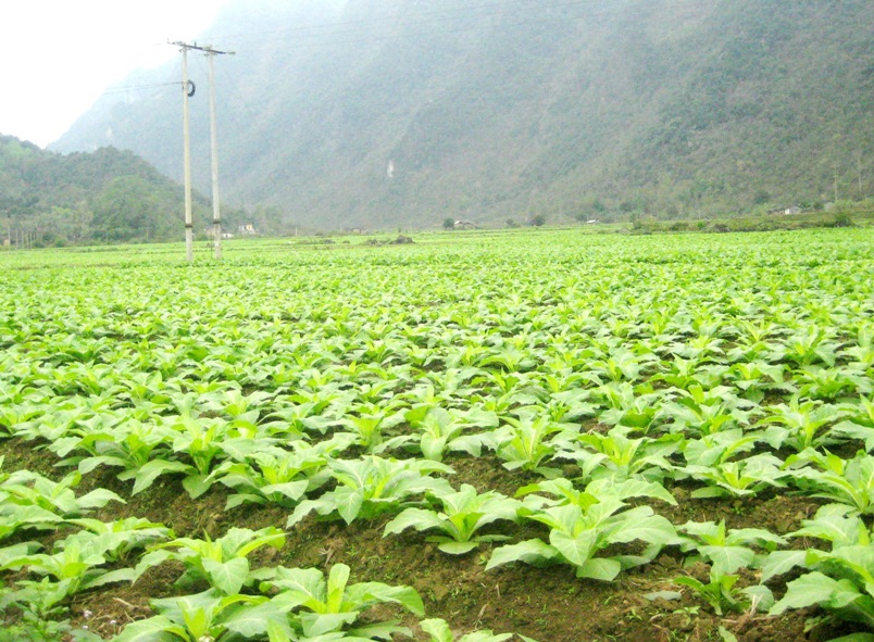 Nông dân xóm Hách Chang, xã Đại Tiến (Hòa An) áp dụng khoa học kỹ thuật vào sản xuất thuốc lá cho hiệu quả kinh tế cao.