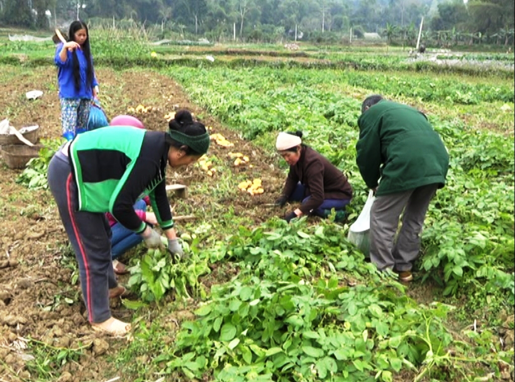 Nông dân xã Hồng Việt (Hòa An) thu hoạch khoai tây.