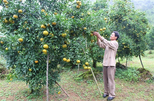Nông dân xóm Bản Niếng, xã Quang Hán (Trà Lĩnh) mở rộng diện tích trồng quý
