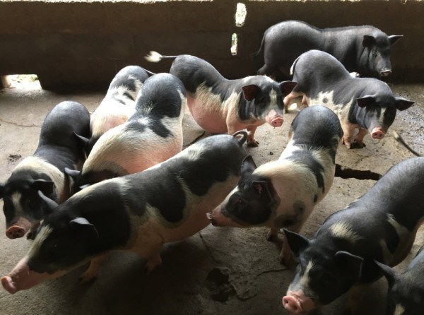 Giống lợn Lang Đông Khê được người tiêu dùng ưa chuộng.