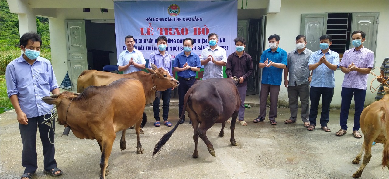 Các lãnh đạo trao bò cho hội viên nông dân
