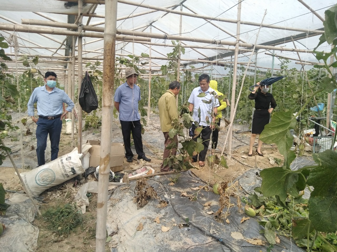 Đồng chí Tô Vũ Ninh Phó bí thư thường trực thành ủy thăm mô hình trồng cây ăn quả xã Hưng Đạo