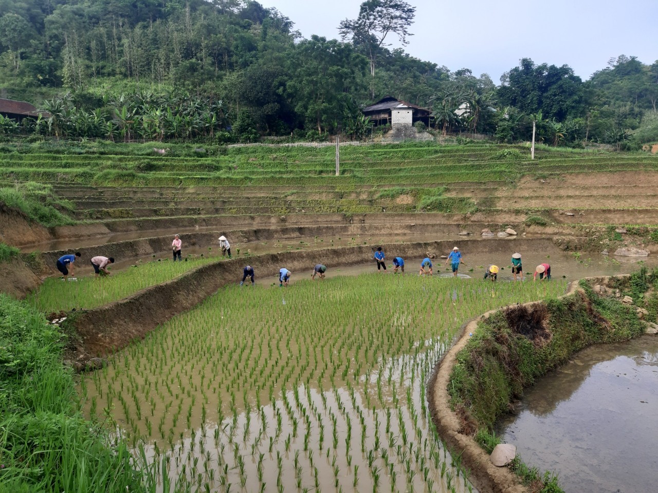 Hội viên nông dân xã Yên Thổ cấy lúa giúp gia đình thương binh Dương Văn Mới