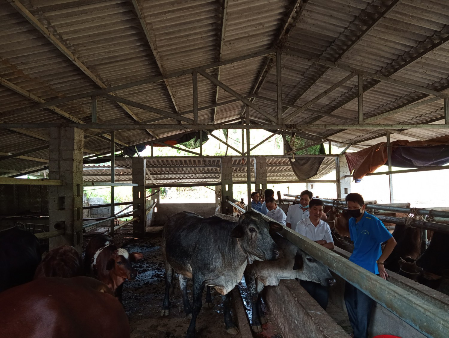 Mô hình vay vốn Quỹ hỗ trợ nông dân tại huyện Hạ Lang