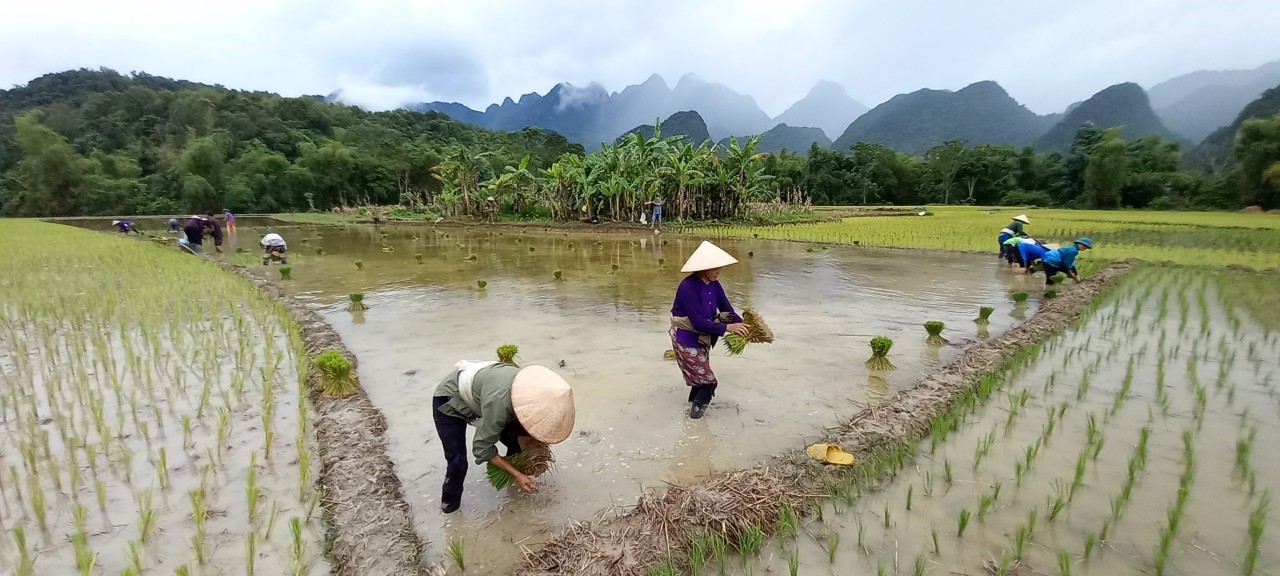 Hội viên nông dân thị trấn Thông Nông cấy ruộng giúp hội viên có hoàn cảnh khó khăn