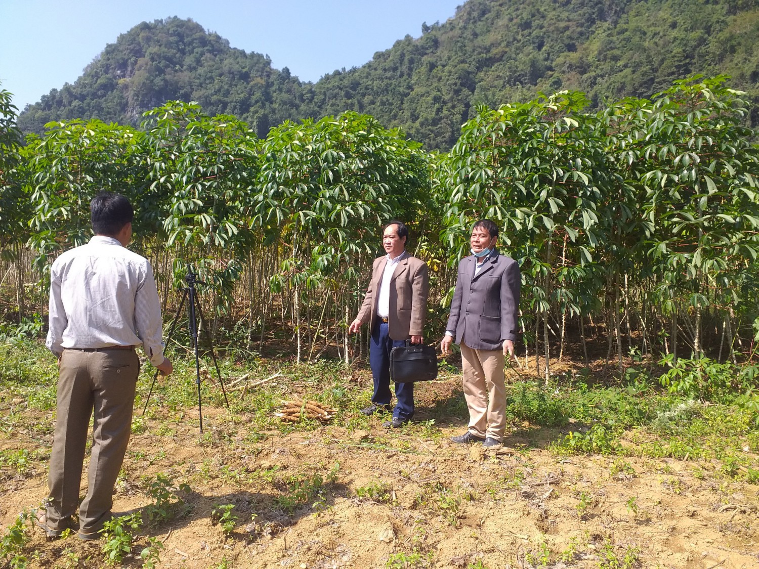 Hội Nông dân huyện phối hợp với Công ty cổ phần Khánh Hạ kiểm tra các vườn sắn của hội viên nông dân