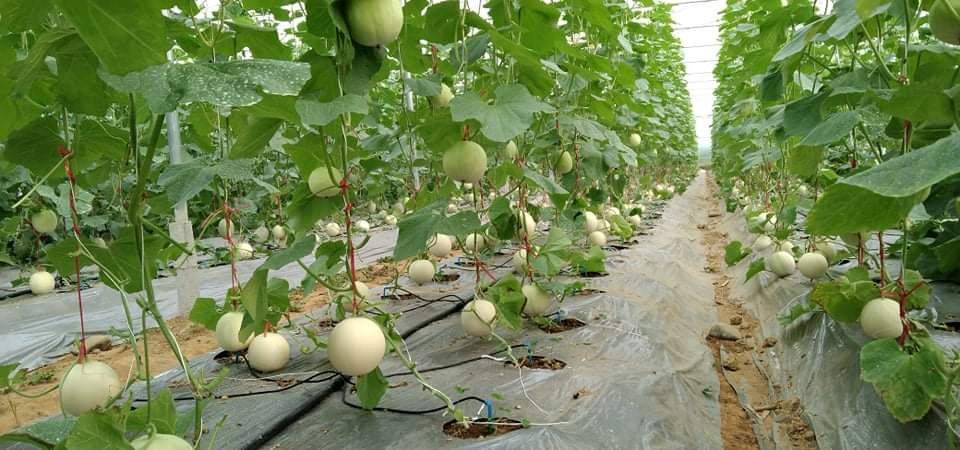 Mô hình trồng dưa lê công nghệ cao của gia đình chị Triệu Thị Thúy, xóm Đà Sa, xã Đa Thông, huyện Hà Quảng