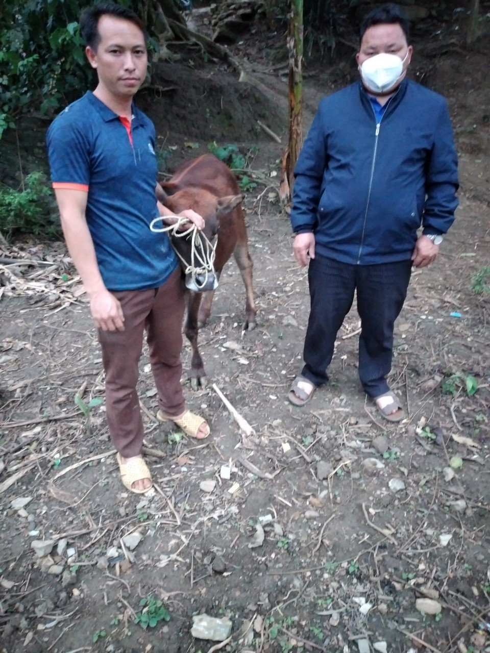 Đồng chí Dương Văn Minh, chủ tịch HND xã Thạch Lâm trao bò cho hội viên Ngô Văn Dầu