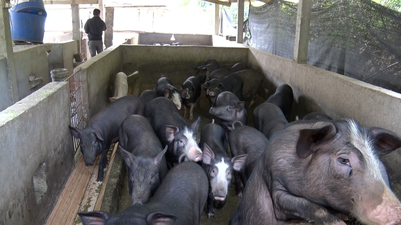 Mô hình nuôi lợn đen của hội viên nông dân Lý Văn Chung