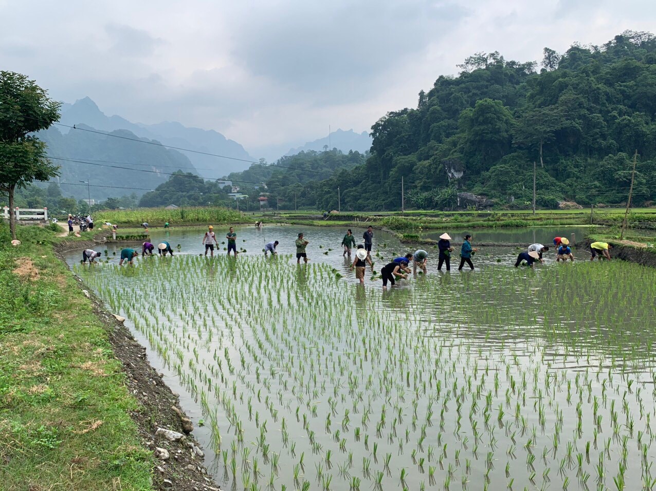 Hội viên nông dân tham gia giúp đỡ ngày công lao động cấy lúa