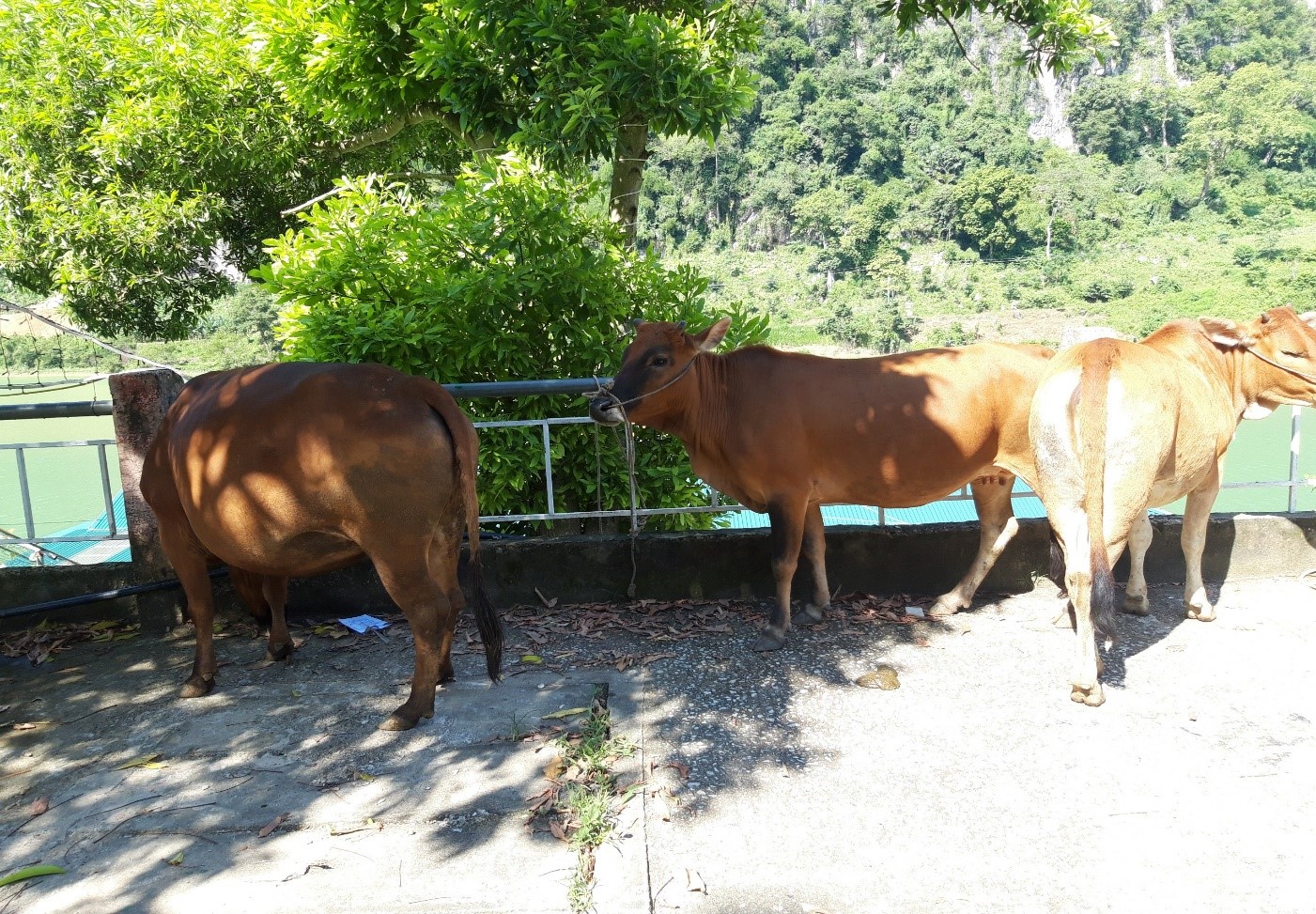 3 con bò do Hội nông dân huyện trao tặng