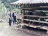 Đồng chí Mông Hải Châu PCT Hội Nông dân huyện kiểm tra mô hình Nuôi trâu sinh sản tại xã Thạch Lâm