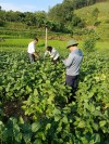 Ông Lý Văn Thư - Đảng Ủy viên, Phó Chủ tịch Ủy ban MTTQ Việt Nam phường, Chủ tịch Hội Nông dân Phường Thục Phán thăm mô hình cây Đậu tương rau