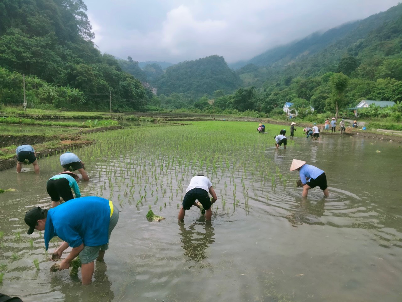 Hội viên, nông dân tham gia giúp đỡ ngày công lao động cấy lúa