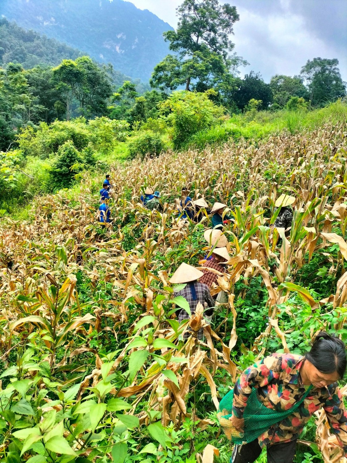 Hội viên, nông dân tham gia giúp đỡ ngày công lao động