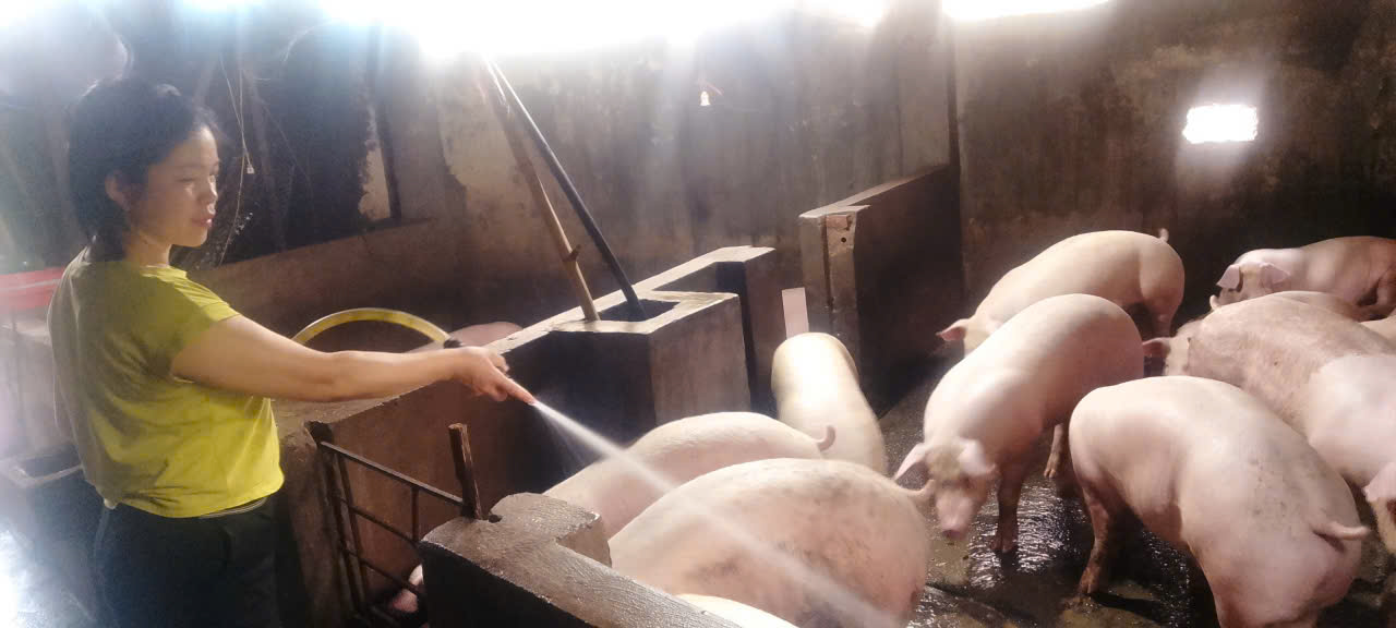 Chị Thu đang chăm sóc đàn vật nuôi của gia đình.