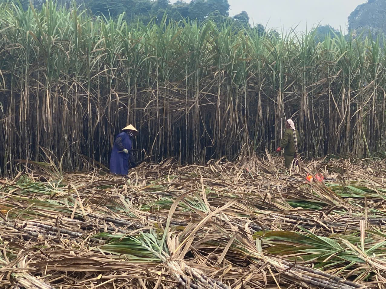 Hình ảnh nông dân hối hả vào mùa thu hoạch mía