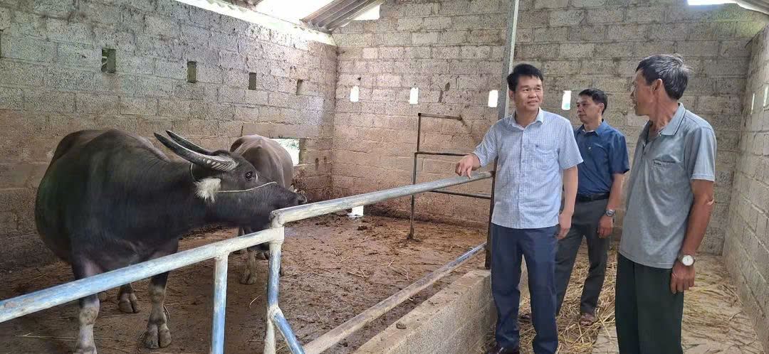 Ông Trương Đức Giai xóm Xuân Hồng 2, xã Quảng Uyên giới thiệu mô hình chăn nuôi trâu của gia đình.