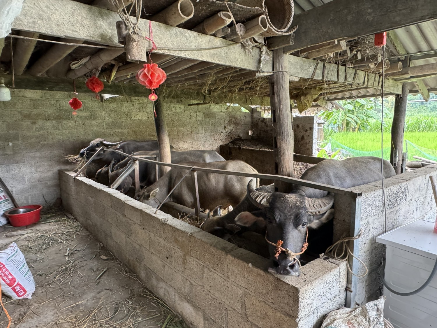 KIỂM TRA TÌNH HÌNH SỬ DỤNG VỐN QUỸ HỖ TRỢ NÔNG DÂN  DỰ ÁN CHĂN NUÔI TRÂU VỖ BÉO TẠI XÃ HẠNH PHÚC