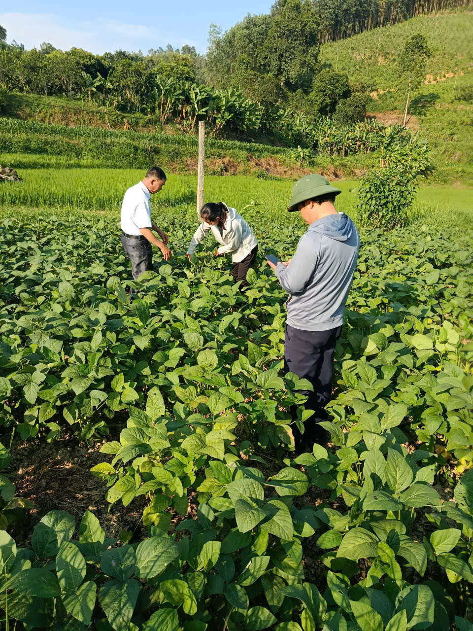 Ông Lý Văn Thư - Đảng Ủy viên, Phó Chủ tịch Ủy ban MTTQ Việt Nam phường, Chủ tịch Hội Nông dân Phường Thục Phán thăm mô hình cây Đậu tương rau