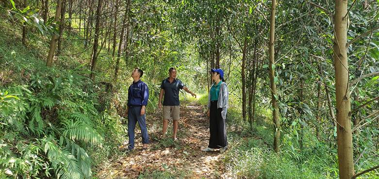 Đoàn kiểm tra cùng các hộ dân kiểm tra thực tế diện tích trồng và chăm sóc cây keo.